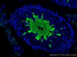 MGC33407/ACTL9 Rabbit anti-Human, Mouse, Rat, Polyclonal, Proteintech 20 &mu;L | Buy Online | Proteintech | Fisher Scientific