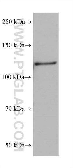 MICAL1 Mouse Monoclonal Antibody, Proteintech:Antibodies:Primary Antibodies