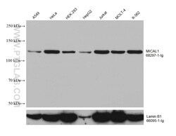 MICAL1 Mouse Monoclonal Antibody, Proteintech:Antibodies:Primary Antibodies