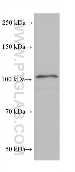 MICAL1 Mouse Monoclonal Antibody, Proteintech:Antibodies:Primary Antibodies