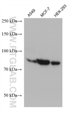 MID2 Mouse Monoclonal Antibody, Proteintech:Anticorps:Anticorps primaires