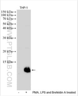 MIP-1 alpha/CCL3 Rabbit Polyclonal Antibody, Proteintech Unconjugated;