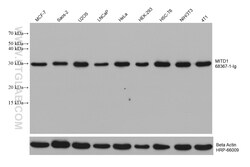 MITD1 Mouse Monoclonal Antibody, Proteintech:Antibodies:Primary Antibodies