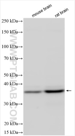 MOAP1 Rabbit Polyclonal Antibody, Proteintech Unconjugated; 150 &mu;L:Antibodies,