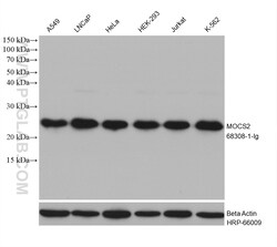 MOCS2 Mouse Monoclonal Antibody, Proteintech Unconjugated; 150 &mu;L:Antibodies,