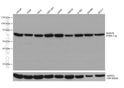 MON1B Mouse Monoclonal Antibody, Proteintech Unconjugated; 150 &mu;L:Antibodies,