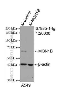 MON1B Mouse Monoclonal Antibody, Proteintech Unconjugated; 150 &mu;L:Antibodies,