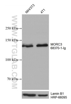 MORC3 Mouse Monoclonal Antibody, Proteintech:Antibodies:Primary Antibodies
