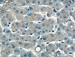 MOS Rabbit Polyclonal Antibody, Proteintech Unconjugated; 20 &mu;L:Antibodies,