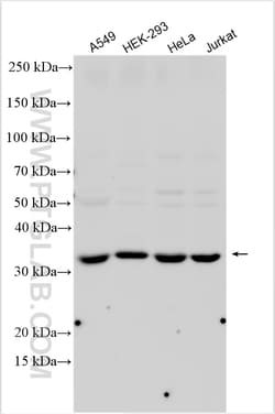MOS Rabbit Polyclonal Antibody, Proteintech Unconjugated; 20 &mu;L:Antibodies,
