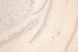 MPI Mouse Monoclonal Antibody, Proteintech Unconjugated; 150 &mu;L:Antibodies,
