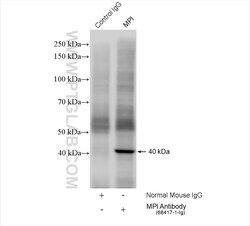 MPI Mouse Monoclonal Antibody, Proteintech Unconjugated; 150 &mu;L:Antibodies,