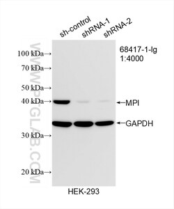 MPI Mouse Monoclonal Antibody, Proteintech Unconjugated; 150 &mu;L:Antibodies,