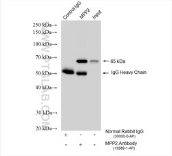 MPP2 Rabbit Polyclonal Antibody, Proteintech Unconjugated; 150 &mu;L:Antibodies,