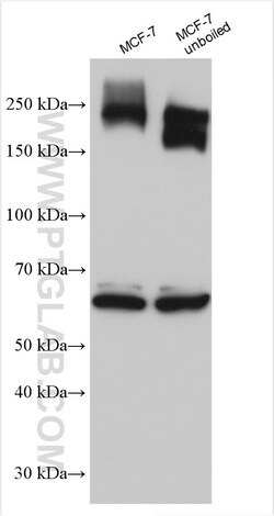 ABCC5 Rabbit Polyclonal Antibody, Proteintech Unconjugated; 20 &mu;L:Antibodies,