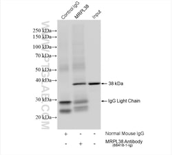 MRPL38 Mouse Monoclonal Antibody, Proteintech Unconjugated; 20 &mu;L:Antibodies,