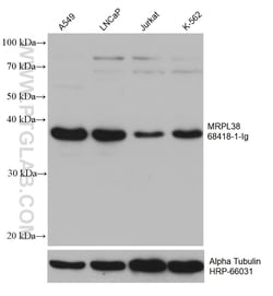 MRPL38 Mouse Monoclonal Antibody, Proteintech Unconjugated; 20 &mu;L:Antibodies,