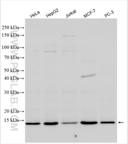 MRPL42 Rabbit Polyclonal Antibody, Proteintech Unconjugated; 150 &mu;L:Antibodies,