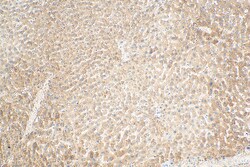 MRPL50 Rabbit Polyclonal Antibody, Proteintech Unconjugated; 20 &mu;L:Antibodies,
