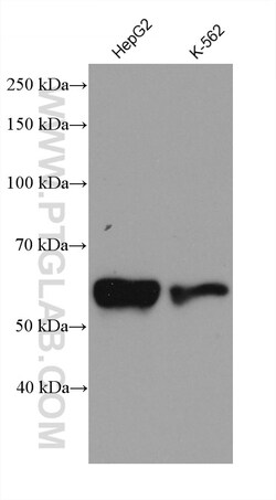 MRPP3 Mouse Monoclonal Antibody, Proteintech Unconjugated; 20 &mu;L:Antibodies,