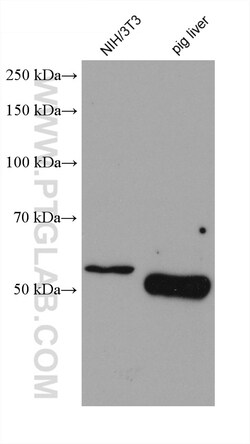 MRPP3 Mouse Monoclonal Antibody, Proteintech Unconjugated; 20 &mu;L:Antibodies,