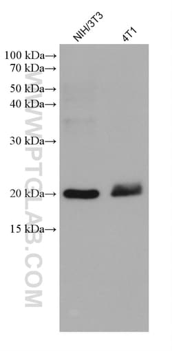 MRPS25 Mouse Monoclonal Antibody, Proteintech Unconjugated; 150 &mu;L:Antibodies,