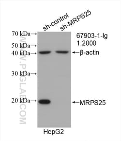 MRPS25 Mouse Monoclonal Antibody, Proteintech Unconjugated; 150 &mu;L:Antibodies,