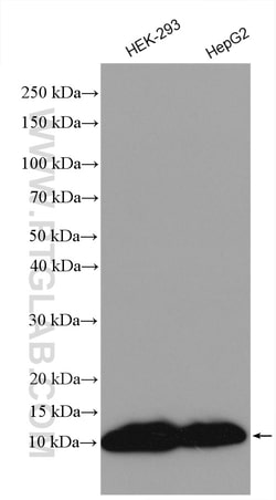 ATP8 Rabbit Polyclonal Antibody, Proteintech