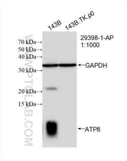 ATP8 Rabbit Polyclonal Antibody, Proteintech:Antistoffer:Primære antistoffer