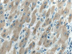 MTHFD1 Mouse Monoclonal Antibody, Proteintech 20 &mu;L | Buy Online | Proteintech | Fisher Scientific