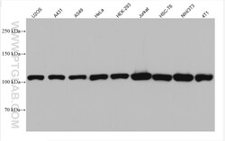 MTHFD1 Mouse Monoclonal Antibody, Proteintech 20 &mu;L | Buy Online | Proteintech | Fisher Scientific