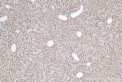 MTHFD1L Mouse Monoclonal Antibody, Proteintech Unconjugated; 150 &mu;L:Antibodies,