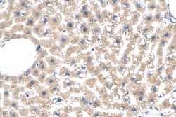 MTHFD1L Mouse Monoclonal Antibody, Proteintech Unconjugated; 150 &mu;L:Antibodies,