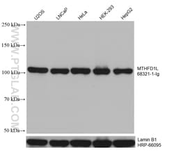 MTHFD1L Mouse Monoclonal Antibody, Proteintech Unconjugated; 150 &mu;L:Antibodies,