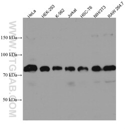 MTMR14 Mouse Monoclonal Antibody, Proteintech Unconjugated; 150 &mu;L:Antibodies,