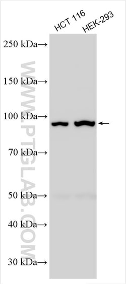 MUC13 Rabbit Polyclonal Antibody, Proteintech:Antistoffer:Primære antistoffer