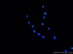 MYBBP1A Mouse Monoclonal Antibody, Proteintech 150 &mu;L | Buy Online | Proteintech | Fisher Scientific