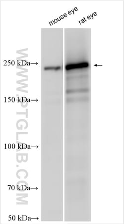 MYH13 Rabbit Polyclonal Antibody, Proteintech Unconjugated; 150 &mu;L:Antibodies,