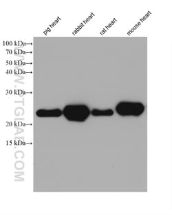 MYL6 Mouse Monoclonal Antibody, Proteintech:Antibodies:Primary Antibodies