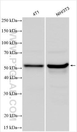 Mlkl Rabbit Polyclonal Antibody, Proteintech Unconjugated; 20 &mu;L:Antibodies,