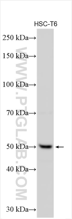 Mlkl Rabbit Polyclonal Antibody, Proteintech Unconjugated; 20 &mu;L:Antibodies,