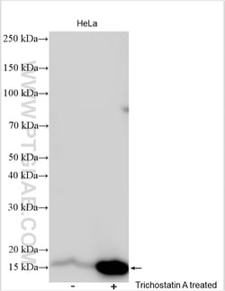 Acetyl-Histone H3 (Lys9) Rabbit Polyclonal Antibody, Proteintech:Antibodies:Primary