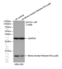 Acetyl-Histone H3 (Lys9) Rabbit Polyclonal Antibody, Proteintech:Antibodies:Primary