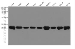 Mono/Di-Methyl-Histone H3 (Lys9) Rabbit Recombinant Antibody, Proteintech:Antibodies:Primary