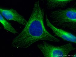 CoraLite Plus 488-conjugated Mouse-IgG Rabbit Polyclonal Antibody, Proteintech