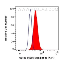 CoraLite Plus 488-conjugated Myoglobin Mouse Monoclonal Antibody, Proteintech:Antibodies:Primary