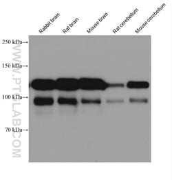 NCAM2 Mouse Monoclonal Antibody, Proteintech:Antibodies:Primary Antibodies