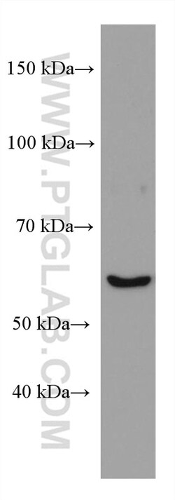 NOXA2/p67phox Mouse Monoclonal Antibody, Proteintech Unconjugated; 150