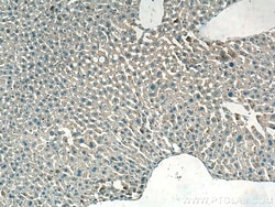 NDUFA1 Rabbit Polyclonal Antibody, Proteintech Unconjugated; 150 &mu;L:Antibodies,