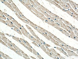 NDUFA1 Rabbit Polyclonal Antibody, Proteintech Unconjugated; 150 &mu;L:Antibodies,